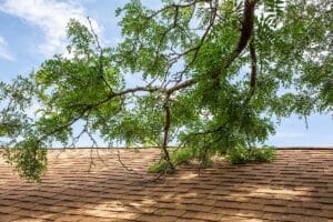 trees damage roofs by more than just falling branches